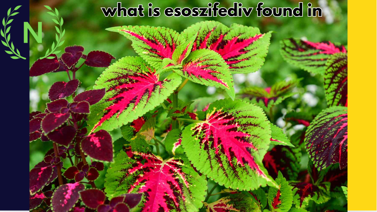 what is esoszifediv found in